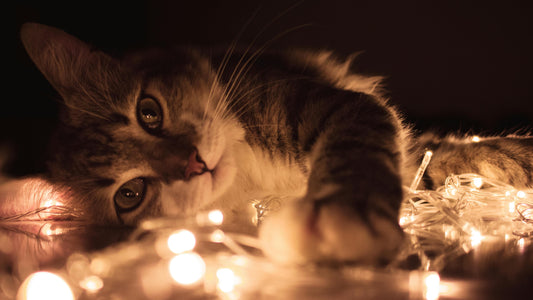 Comment choisir le bon arbre à chat pour votre félin ?
